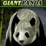 Untamed Giant Panda Slot Machines