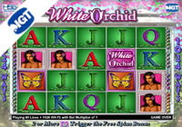 Free IGT Slots Game White Orchid